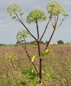 Future Forests Herbs Angelica Archangelica