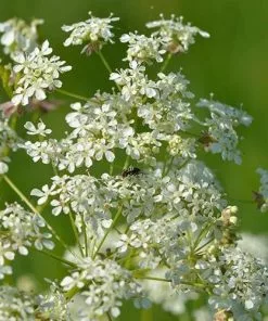 Future Forests Wildflowers Anthriscus Sylvestris - Cow Parsley 12 Future Forests Wildflowers Anthriscus Sylvestris - Cow Parsley