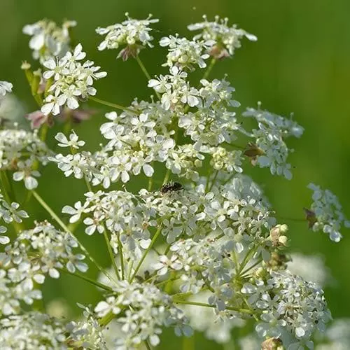 Future Forests Wildflowers Anthriscus Sylvestris - Cow Parsley 5 Future Forests Wildflowers Anthriscus Sylvestris - Cow Parsley