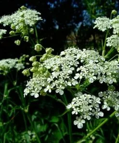 Future Forests Wildflowers Anthriscus Sylvestris - Cow Parsley 13 Future Forests Wildflowers Anthriscus Sylvestris - Cow Parsley