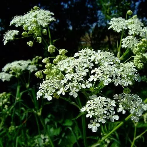 Future Forests Wildflowers Anthriscus Sylvestris - Cow Parsley 6 Future Forests Wildflowers Anthriscus Sylvestris - Cow Parsley