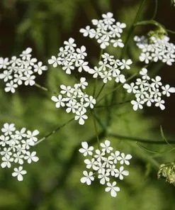 Future Forests Wildflowers Anthriscus Sylvestris - Cow Parsley 14 Future Forests Wildflowers Anthriscus Sylvestris - Cow Parsley