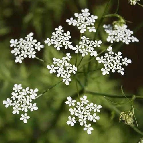 Future Forests Wildflowers Anthriscus Sylvestris - Cow Parsley 7 Future Forests Wildflowers Anthriscus Sylvestris - Cow Parsley
