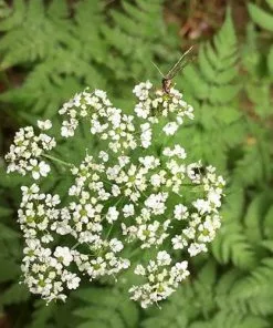Future Forests Wildflowers Anthriscus Sylvestris - Cow Parsley 11 Future Forests Wildflowers Anthriscus Sylvestris - Cow Parsley
