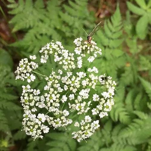 Future Forests Wildflowers Anthriscus Sylvestris - Cow Parsley 4 Future Forests Wildflowers Anthriscus Sylvestris - Cow Parsley