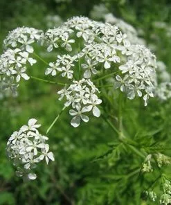 Future Forests Wildflowers Anthriscus Sylvestris - Cow Parsley