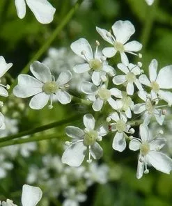 Future Forests Wildflowers Anthriscus Sylvestris - Cow Parsley 15 Future Forests Wildflowers Anthriscus Sylvestris - Cow Parsley