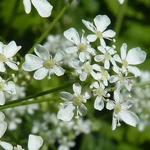 Future Forests Wildflowers Anthriscus Sylvestris - Cow Parsley 8 Future Forests Wildflowers Anthriscus Sylvestris - Cow Parsley