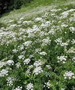 Future Forests Wildflowers Anthriscus Sylvestris - Cow Parsley 16 Future Forests Wildflowers Anthriscus Sylvestris - Cow Parsley