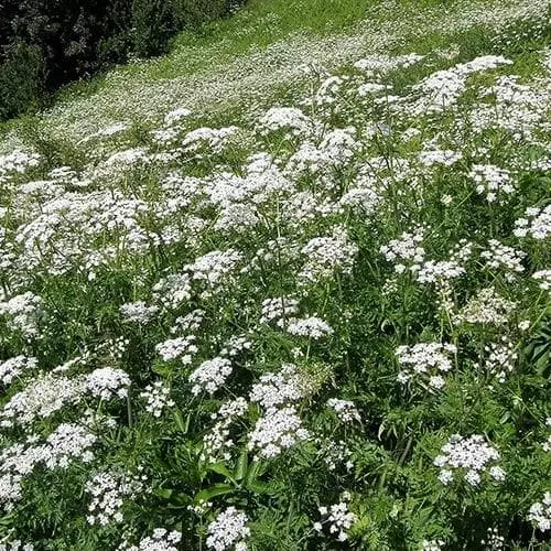 Future Forests Wildflowers Anthriscus Sylvestris - Cow Parsley 9 Future Forests Wildflowers Anthriscus Sylvestris - Cow Parsley