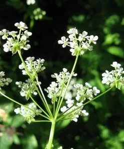 Future Forests Wildflowers Anthriscus Sylvestris - Cow Parsley 17 Future Forests Wildflowers Anthriscus Sylvestris - Cow Parsley