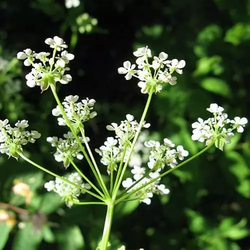 Future Forests Wildflowers Anthriscus Sylvestris - Cow Parsley 10 Future Forests Wildflowers Anthriscus Sylvestris - Cow Parsley