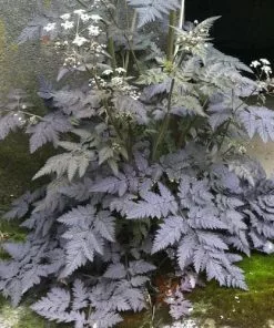 Future Forests More Anthriscus Sylvestris Ravenswing