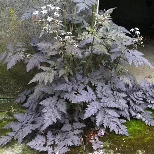 Future Forests More Anthriscus Sylvestris Ravenswing 3 Future Forests More Anthriscus Sylvestris Ravenswing