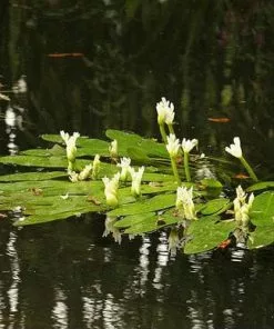 Future Forests Aponogeton Distachyos - Water Hawthorn