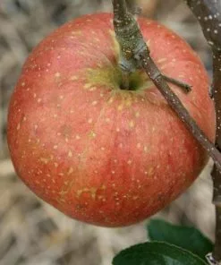 Future Forests Apple Cornish Aromatic