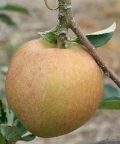 Future Forests Apple Cornish Aromatic