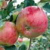 Future Forests Apple Howgate Wonder
