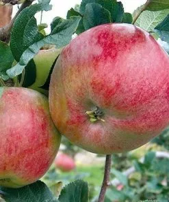 Future Forests Apple Howgate Wonder