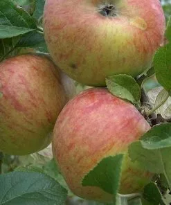 Future Forests Apple Howgate Wonder