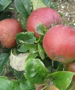 Future Forests Apple Howgate Wonder