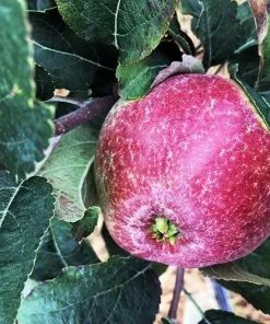 Future Forests Apple Kingston Black Fruit