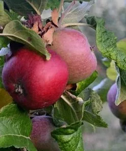 Future Forests Apple Kingston Black Fruit