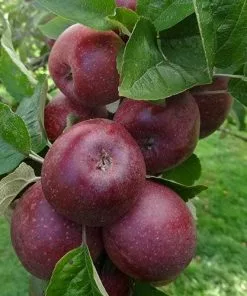 Future Forests Apple Kingston Black Fruit