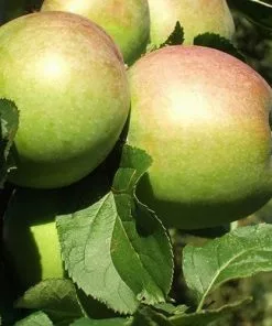 Future Forests Apple Lane's Prince Albert Fruit