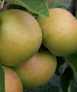 Future Forests Apple Lane's Prince Albert Fruit