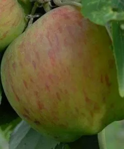 Future Forests Apple Lane's Prince Albert Fruit