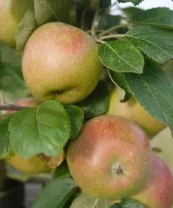 Future Forests Apple Lane's Prince Albert Fruit