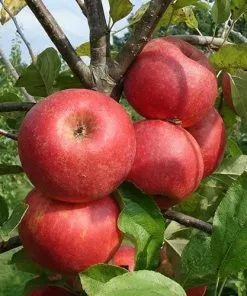 Future Forests Fruit Apple Red Elstar