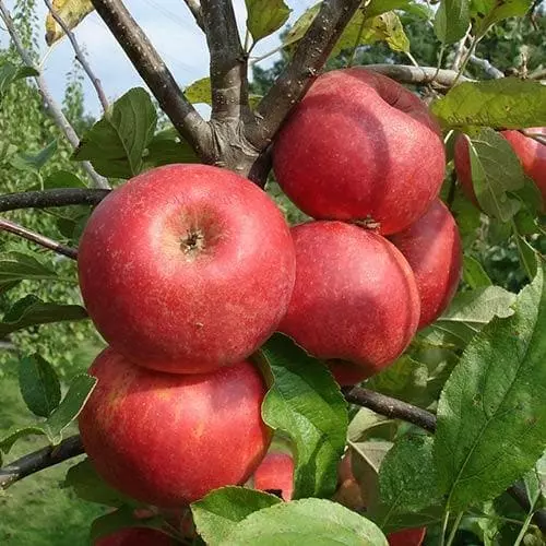Future Forests Fruit Apple Red Elstar 4 Future Forests Fruit Apple Red Elstar