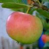 Future Forests Fruit Apple Ecolette 2 Future Forests Fruit Apple Ecolette