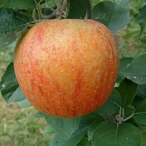 Future Forests Apple King Of The Pippins Fruit 3 Future Forests Apple King Of The Pippins Fruit
