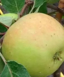 Future Forests Apple Three Counties