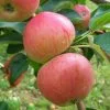 Future Forests Apple Somerset Redstreak