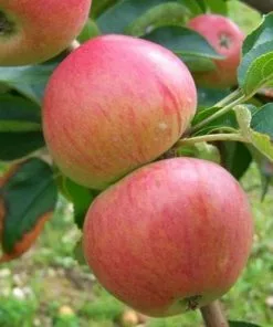 Future Forests Apple Somerset Redstreak