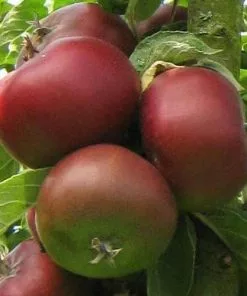 Future Forests Apple Blood Of The Boyne Fruit