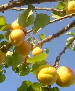 Future Forests Apricot Early Moorpark