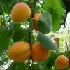 Future Forests Apricot Bredase Fruit 1 Future Forests Apricot Bredase Fruit