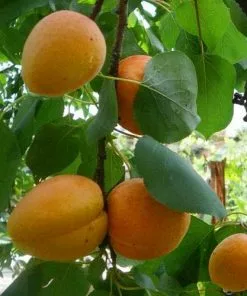 Future Forests Apricot Bredase Fruit