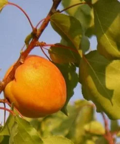 Future Forests Apricot Bredase Fruit