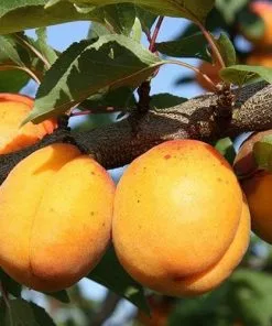 Future Forests Apricot Goldcot Fruit