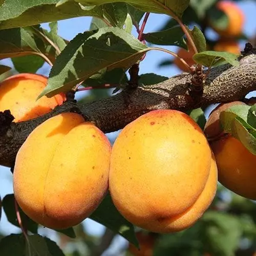 Future Forests Apricot Goldcot Fruit 3 Future Forests Apricot Goldcot Fruit