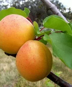 Future Forests Apricot Goldcot Fruit