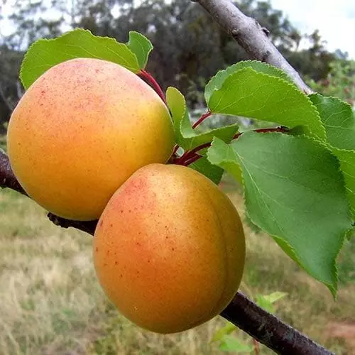 Future Forests Apricot Goldcot Fruit 4 Future Forests Apricot Goldcot Fruit
