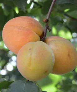 Future Forests Apricot Goldcot Fruit 8 Future Forests Apricot Goldcot Fruit