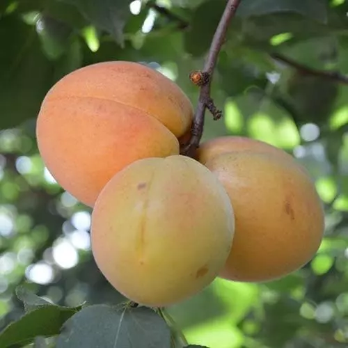 Future Forests Apricot Goldcot Fruit 5 Future Forests Apricot Goldcot Fruit
